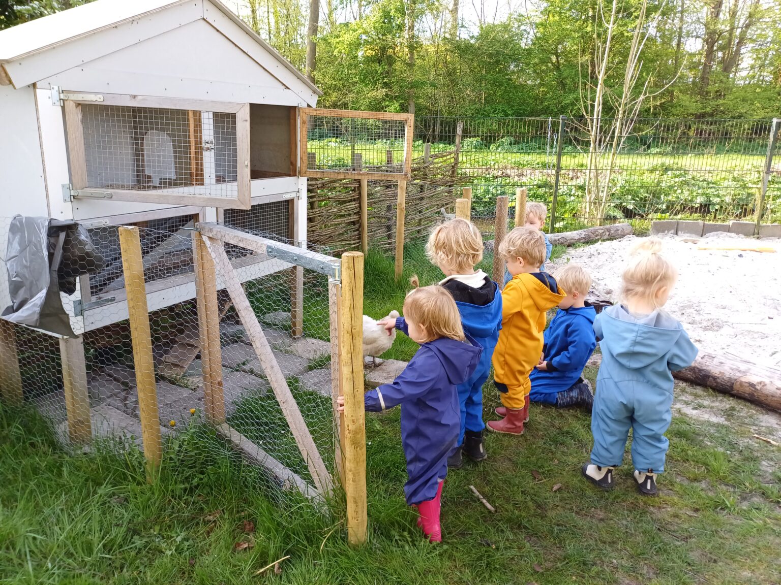 dieren bij JKC De Opbouw Bolsward